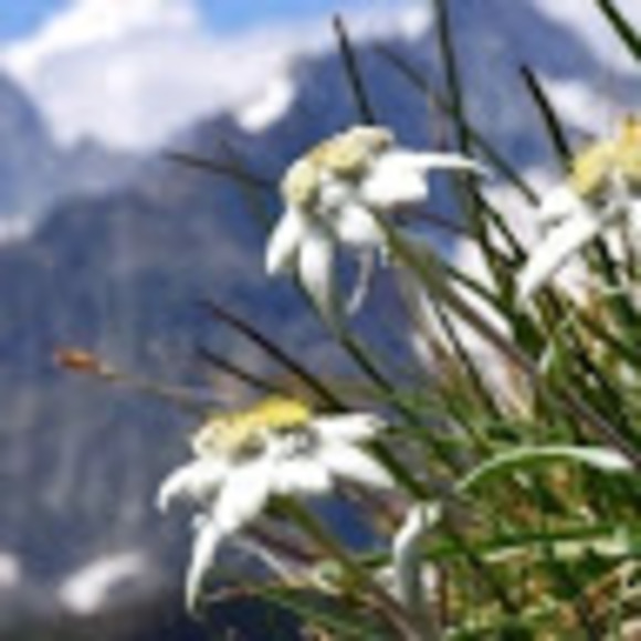 Meet your Posher, Aidel - Picture 1 of 1